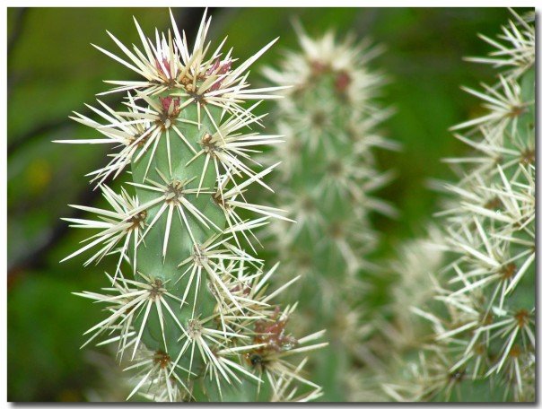Phoenix, AZ: Teddy Bear Cactus on the South Mountain Preserve in Phoenix, Arizona