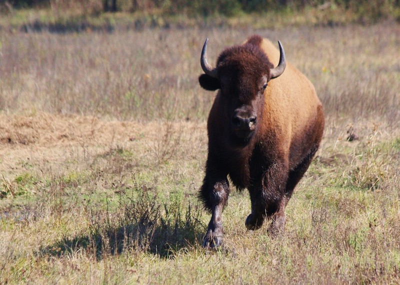 Pasadena, TX: Bison at Armand Bayou Nature Center
