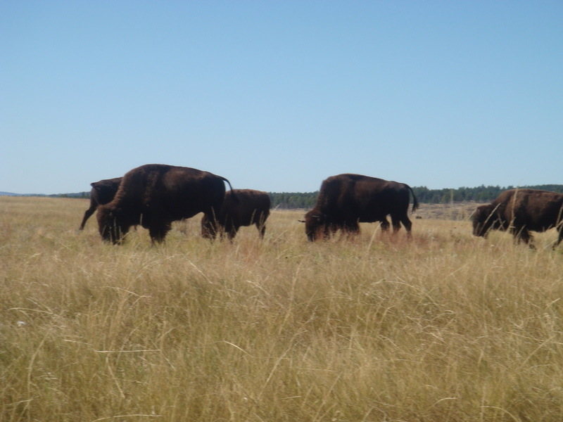 Buffalo Gap, SD: Buffalo