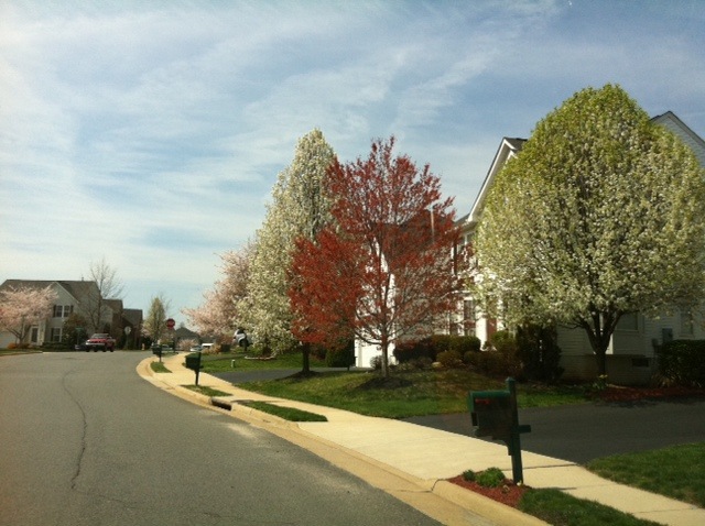 Gainesville, VA: Spring in Virginia Oaks Subdivision in Gainesville, VA April 2011