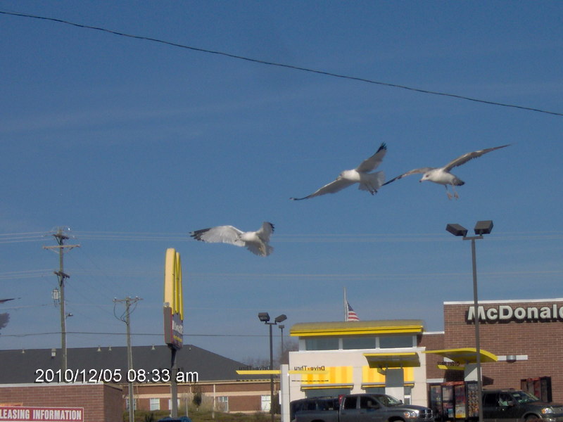 Seneca, SC: Doves flying in the air