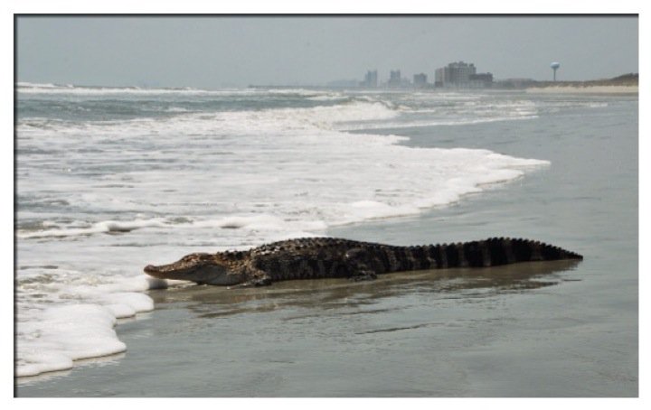North Myrtle Beach, SC: This alligator is entering the Ocean at Cherry Grove Inlet
