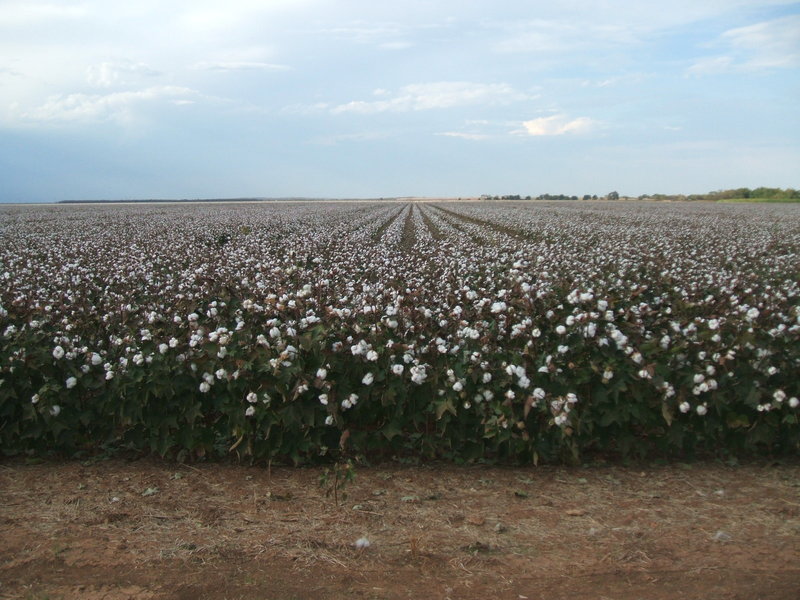 Rotan, TX Ripe Cotton fields photo, picture, image (Texas) at city