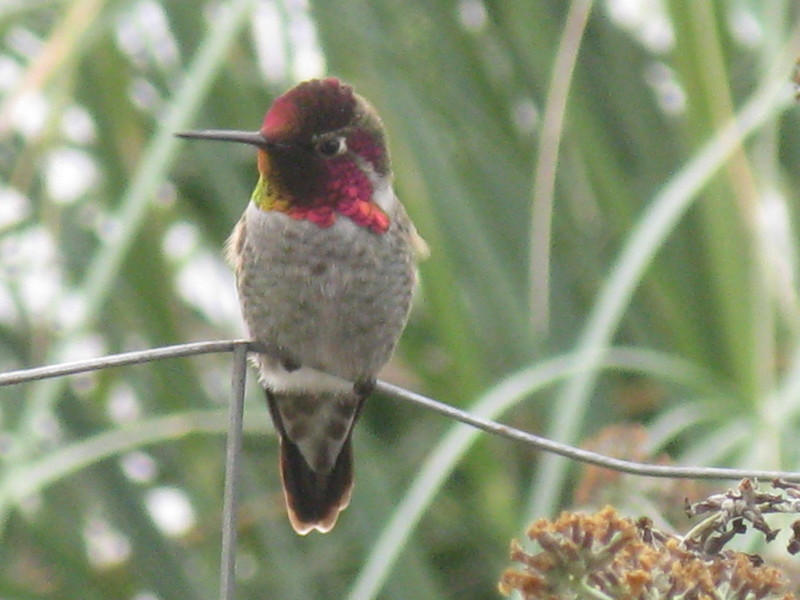 White City, OR: Hummingbird in backyard of Sunset Estates Mobil Home Park White City