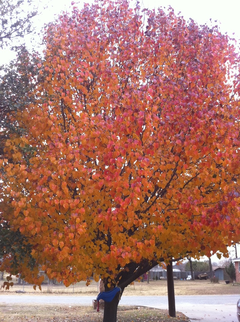 Shady Shores, TX: Beautiful fall tree on Carolyn Ln Shady Shores