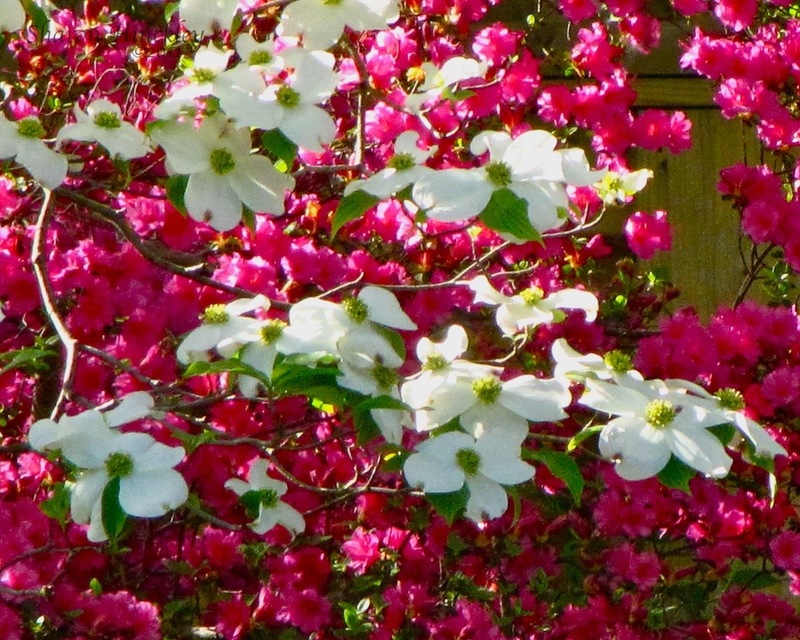 Chevy Chase, MD: "Study in Pink and White" (White Dogwood and Pink Azalea Blossoms)