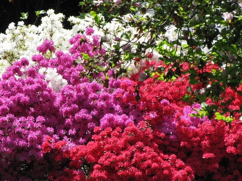 Kensington, MD: Alazaleas on Kensington Parkway