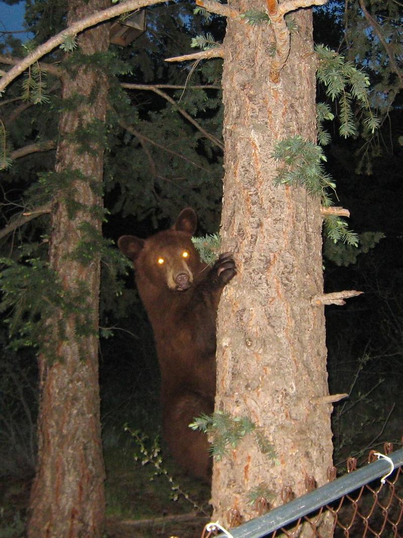 Cascade-Chipita Park, CO: Bear in Tree, Chipita Park in the Summer
