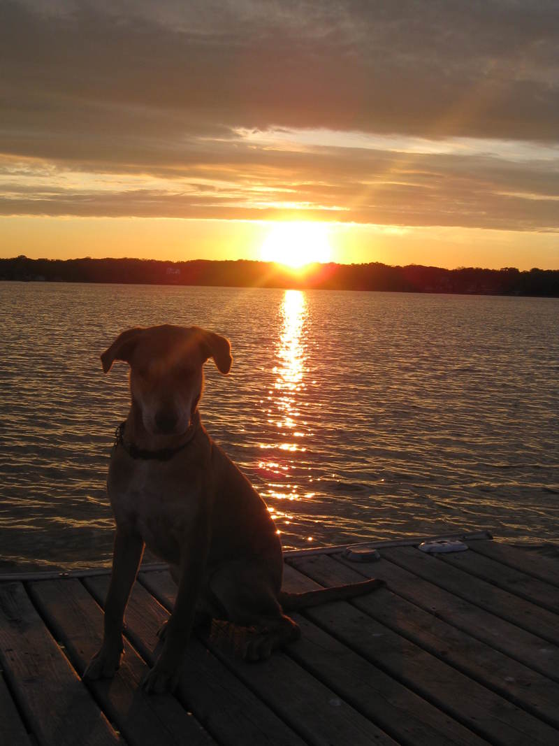 Cedar Lake, IN: sunset at Dairy Queen#2