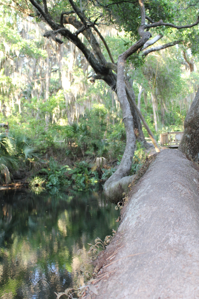 Deltona, FL Green springs in Deltona Florida. There is a park and
