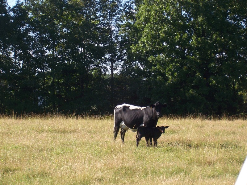 Gassville, AR: cow calf pair