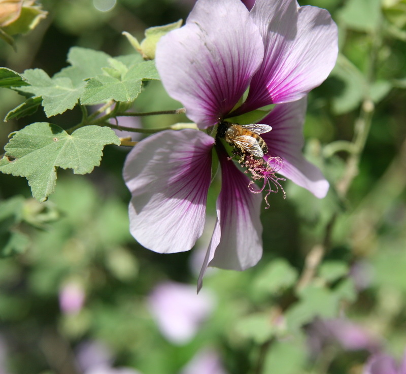 Petaluma, CA: Honey Bee foraging for pollen on Petaluma's Official Flower!