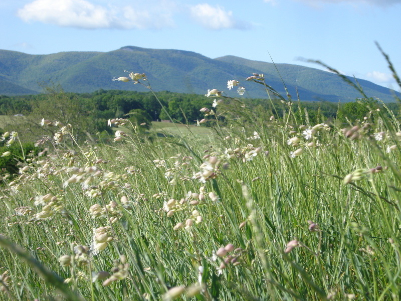 Stuarts Draft, VA: Blue Ridge Mountains of Stuarts Draft,Va.in the Summertime