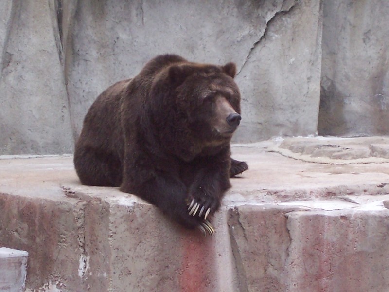 Marshfield, WI Resident at our zoo photo, picture, image (Wisconsin