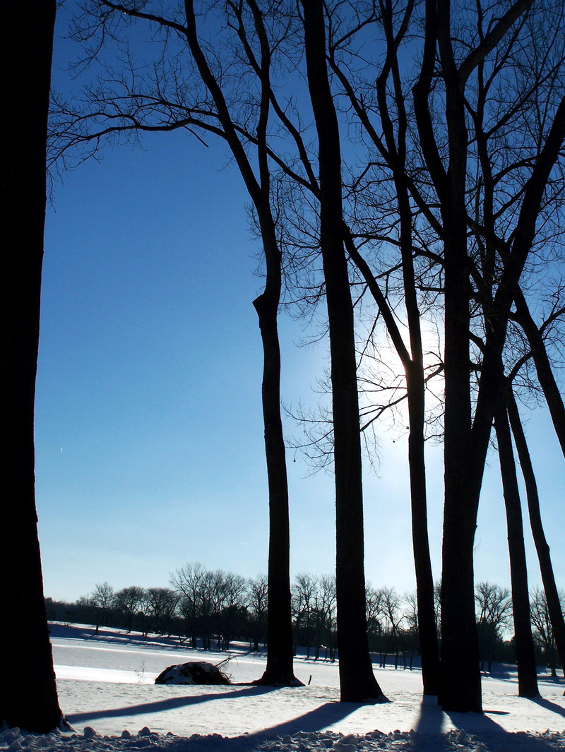 Des Moines, IA: Trees at Grays Lake