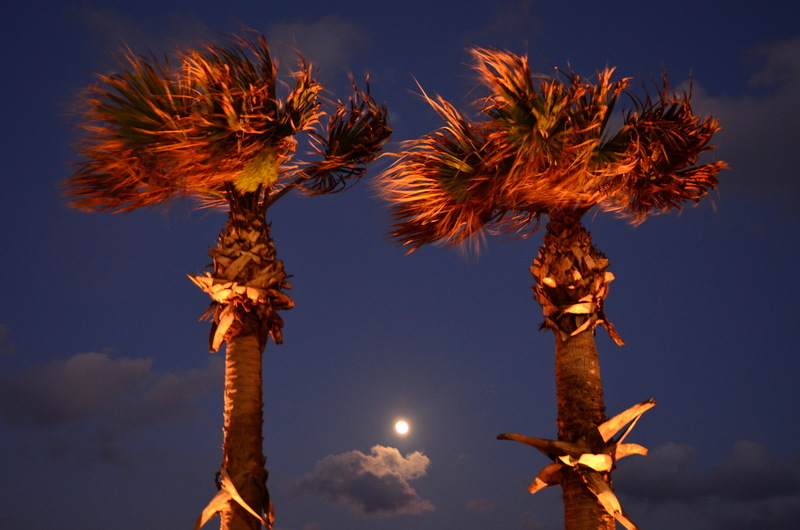 Galveston, TX: Palm trees at night looking toward seawall