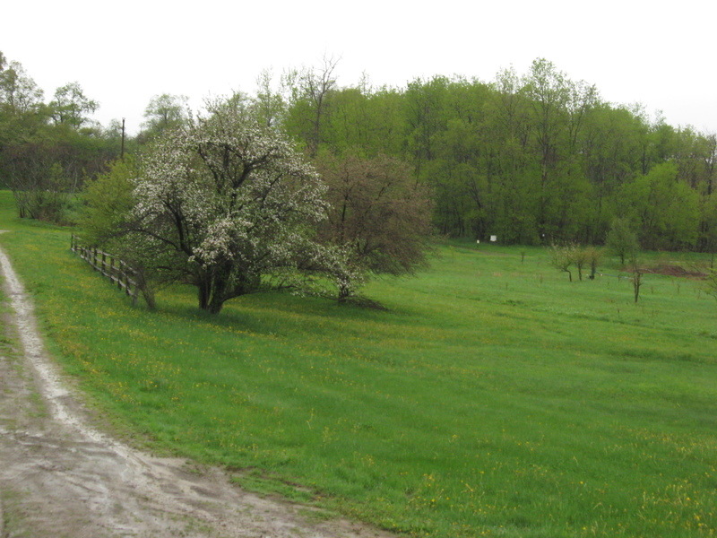 Ulysses, PA: Spring ,,,, trees in bloom