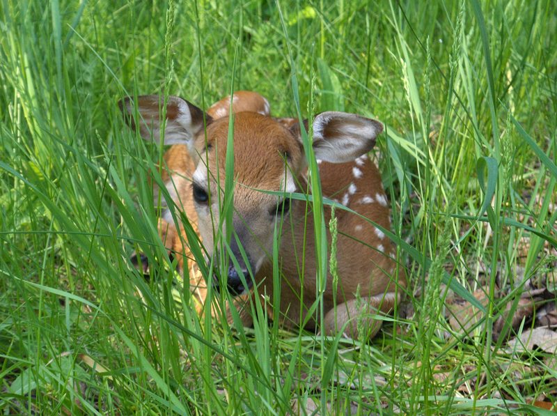 Powers, MI: Baby Fawn waiting for its Mother along side of a road in Power's, Michigan