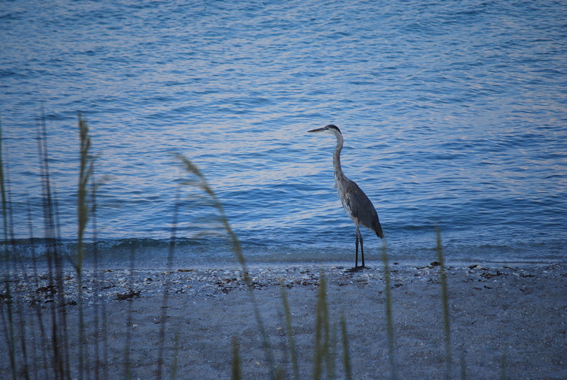 Englewood, FL: Great Blue Heron on Englewood Beach