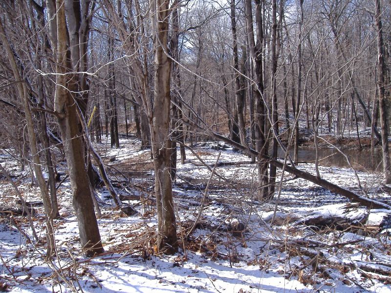 Cairo, NY: Woods at park during winter snow
