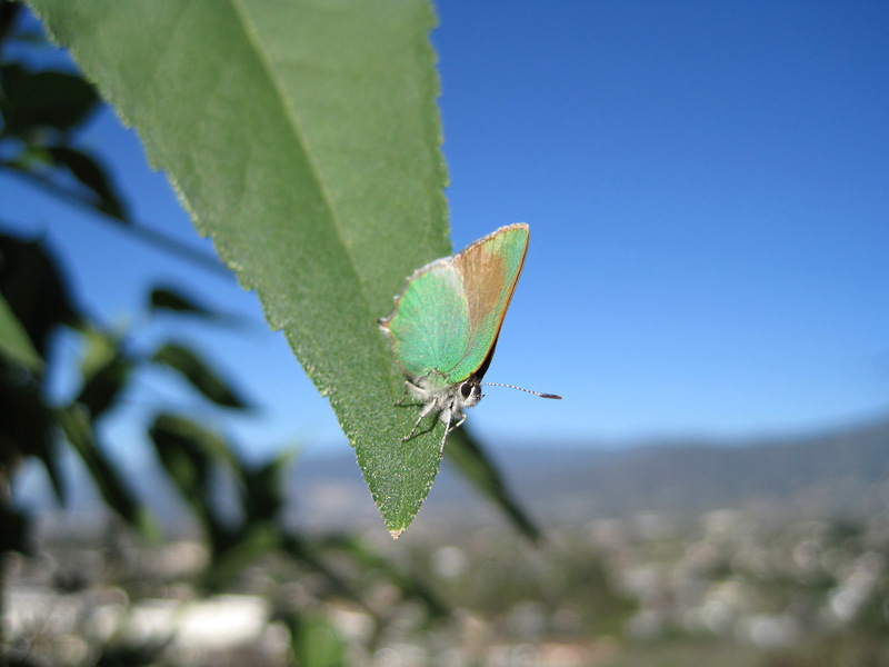Glendora, CA: Butterfly; South Hills Park