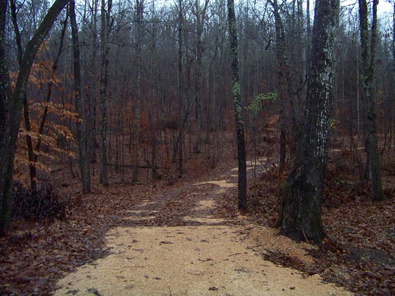 Lobelville, TN: Our driveway on Brooks Rd off Bobcat Rd.in the fall