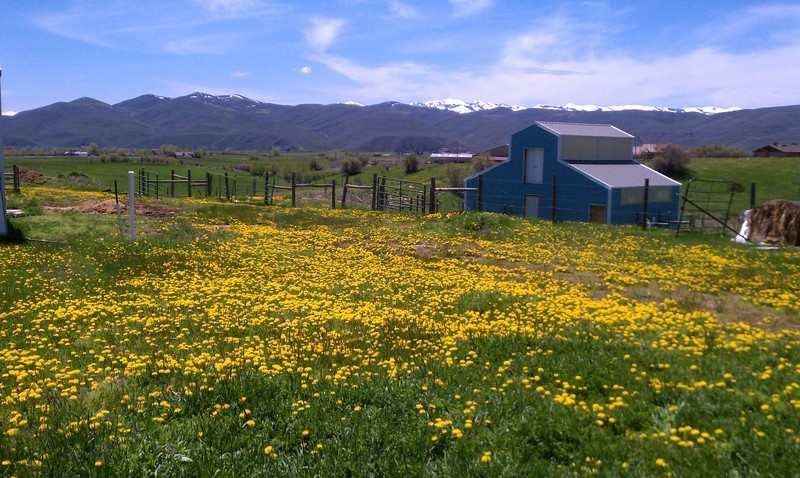 Oakley, UT: Oakley Utah - summertime