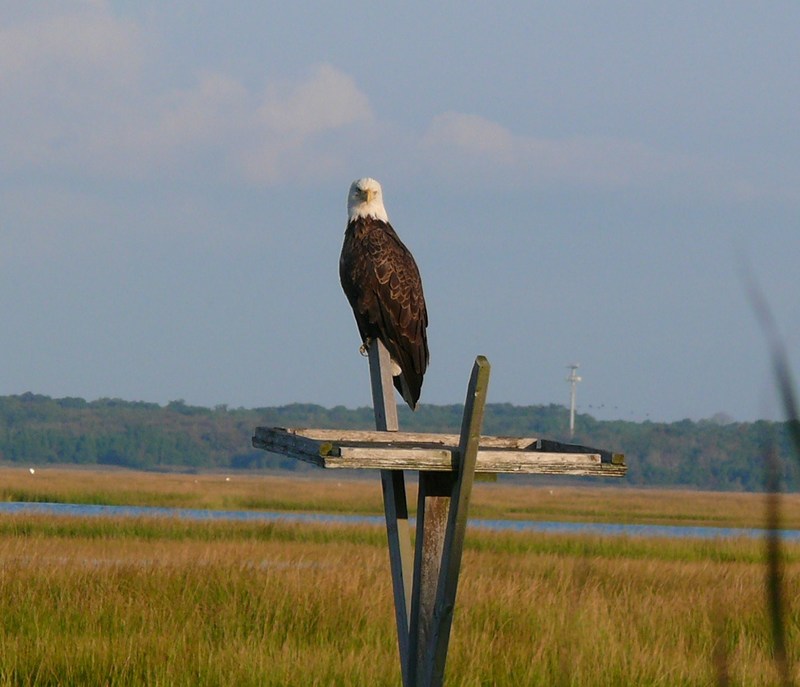Sea Isle City, NJ: Eagle in the Back Bay