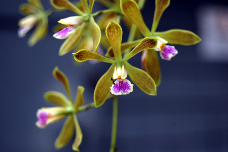 Islamorada, FL: Tree Orchid and Ant