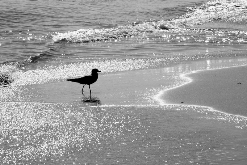Virginia Beach, VA: Beach Bird...February, 2010