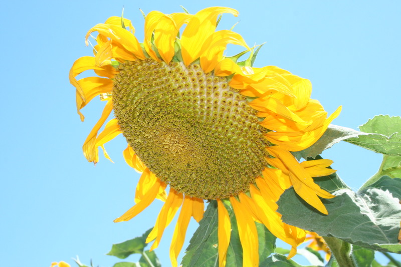 Willows, CA: Sunflower