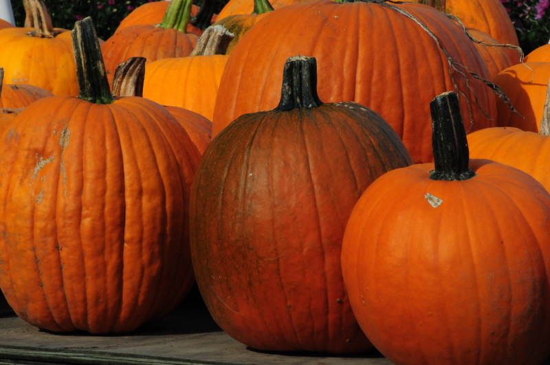 West Simsbury, CT: Tulmeadow Farm Pumpkins