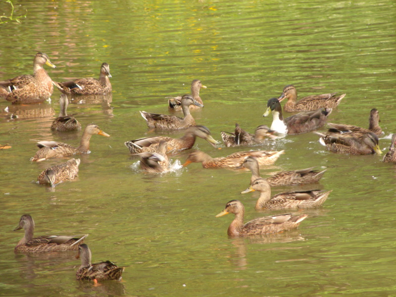 Gahanna, OH: Ducks