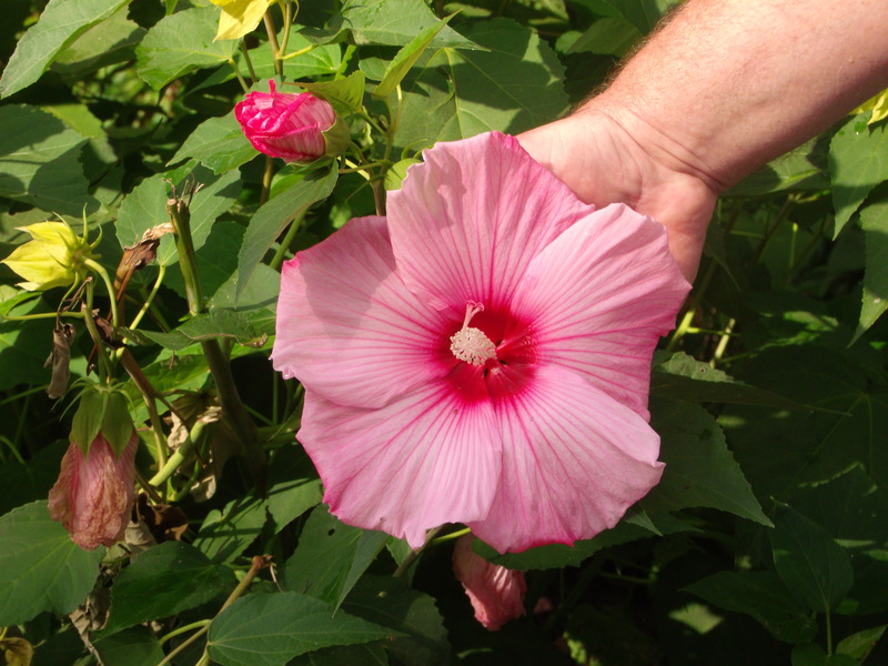Gahanna, OH: A flower on the walk way along the river