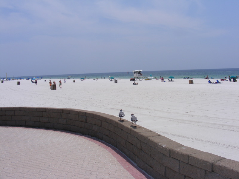 Pensacola, FL: Seagulls watching the people at Pensacola Beach