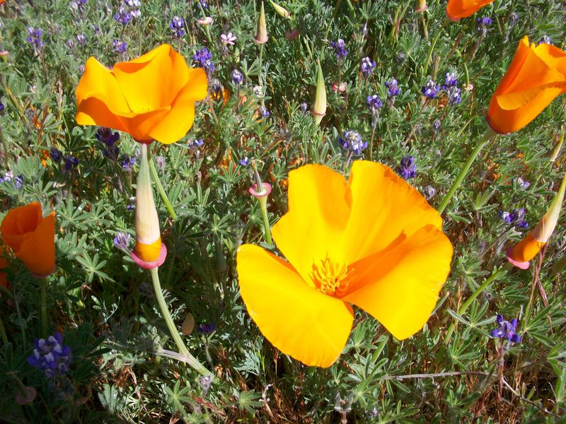 Littlerock, CA: desert poppies 1