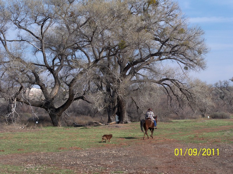 Cottonwood, AZ: Horseback rider near the Verde River