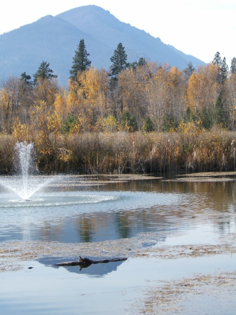 Hamilton, MT: Turtle enjoying a Hamilton pond