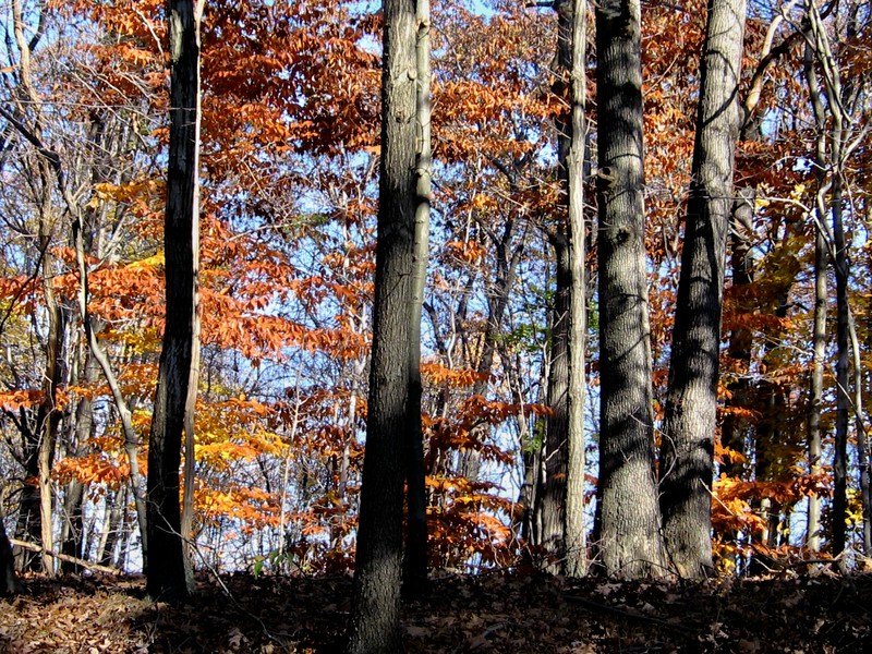 Edmeston, NY Fall Colors photo, picture, image (New York) at city