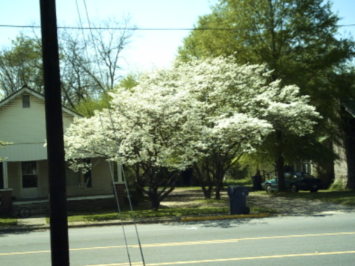 Blountsville, AL: Dogwoods in bloom downtown Blountsville.
