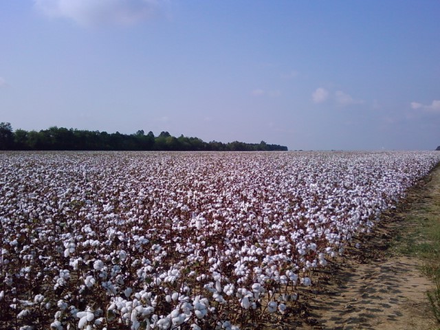 Wallace, SC: cotton field in wallace rt 9