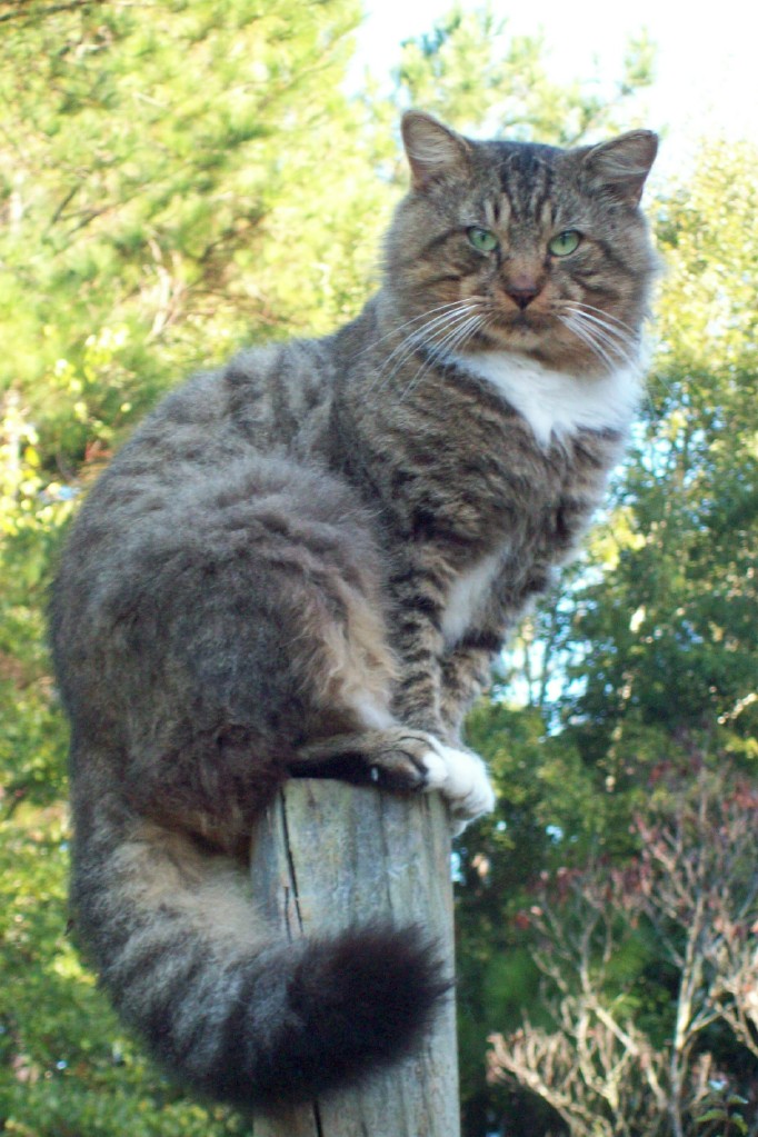 St. Marys, GA: Pole Cat.