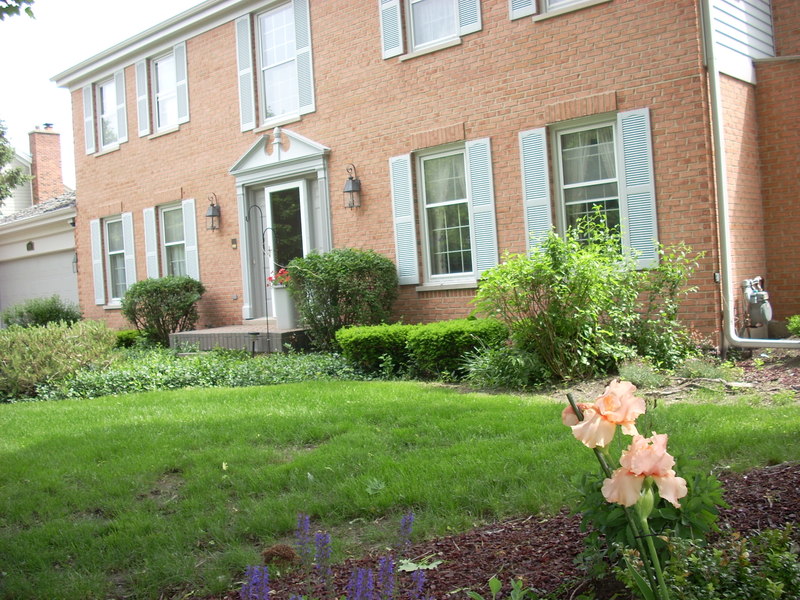 Schaumburg, IL: Beautiful blush iris in Scgaumburg, Illinois garden