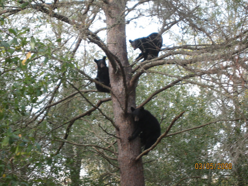 Paisley, FL: Three Bears on Mardon Circle, Paisley, FL