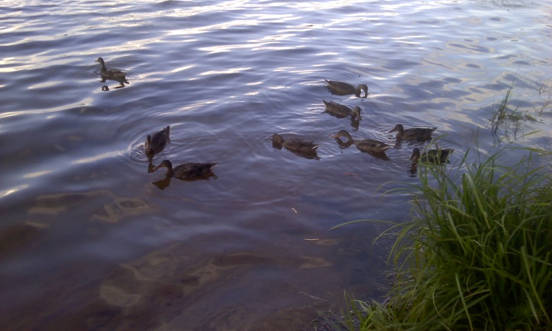 Three Lakes, WI: ducks on maple lake