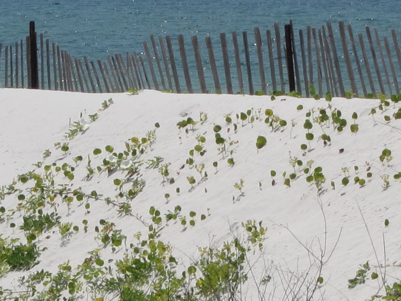 Mexico Beach, FL: Sand Dune and Sea Oats