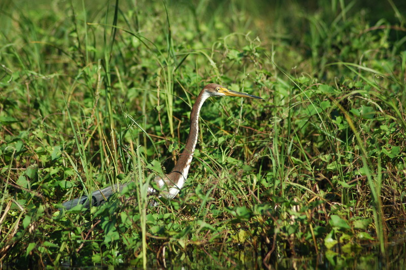 Dunnellon, FL: Bird on the Rainbow River