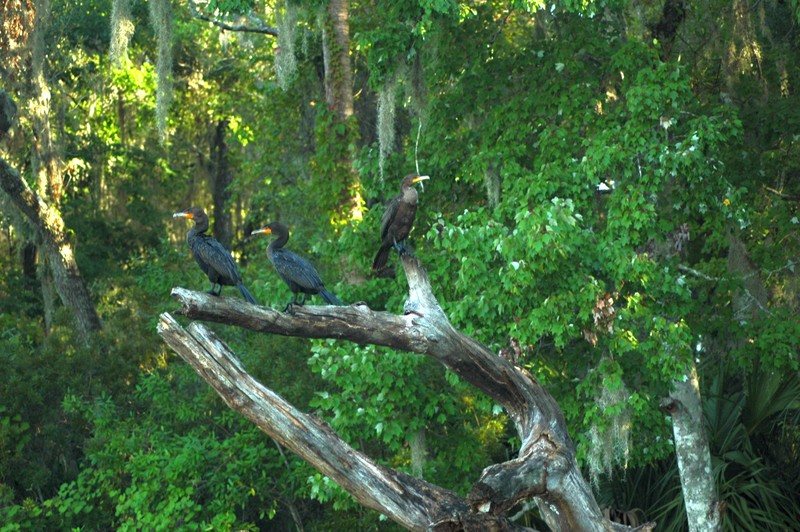 Dunnellon, FL: Birds on Tree - Rainbow River Dunnellon Fl