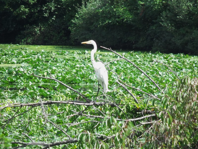 Milan, MI: Crane