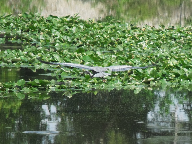 Milan, MI: blue heron in flight over ford lake pond